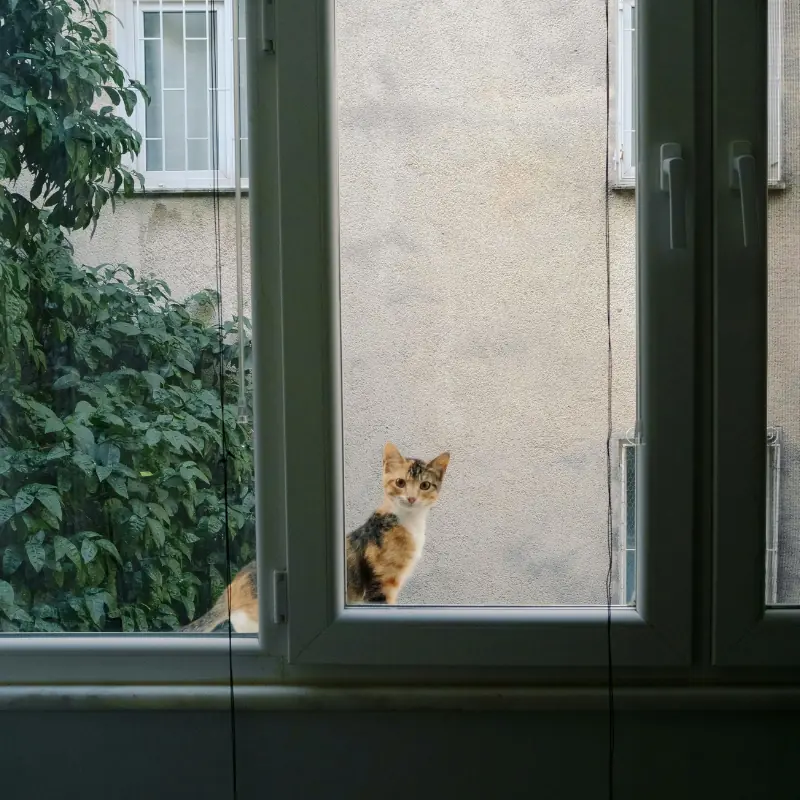 A cat looking in through a window