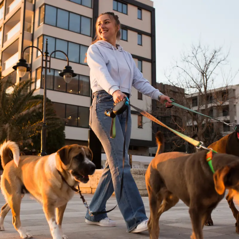 A local dog walker walking two dogs