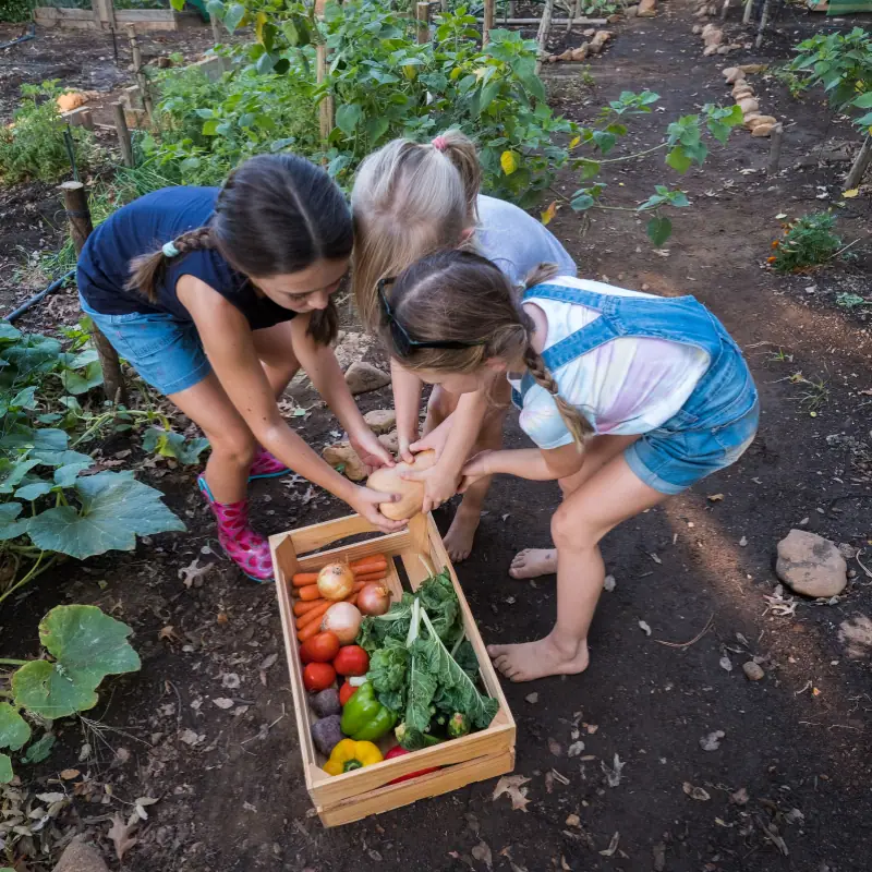 Children gathering produce from a community garden