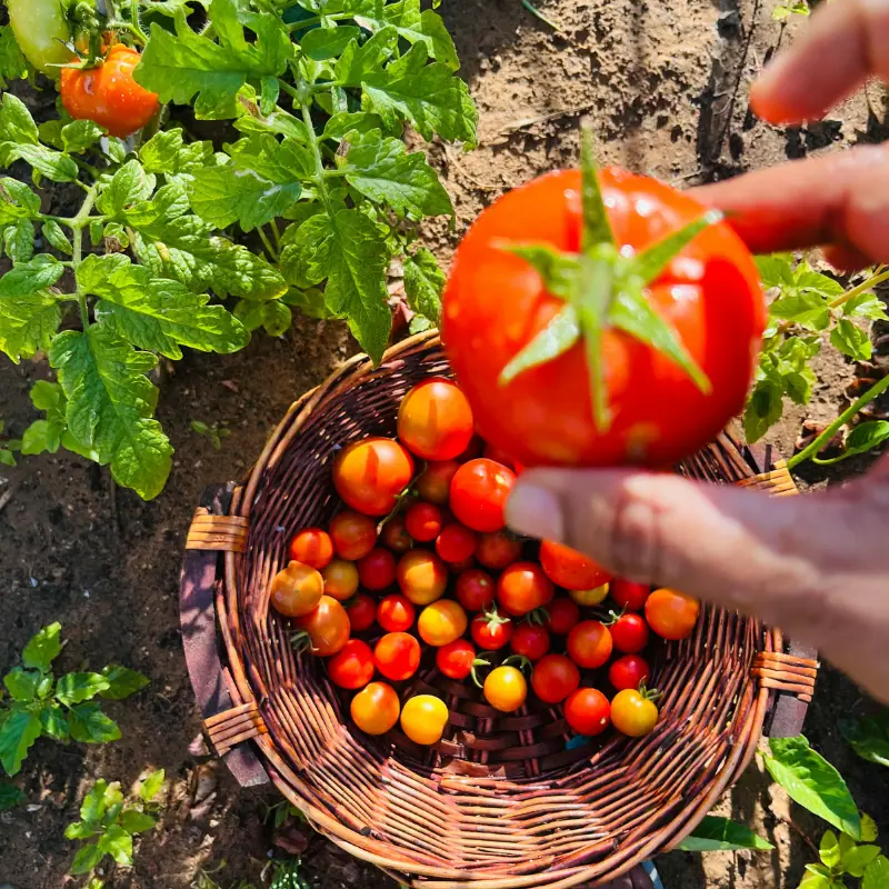 Fresh tomatoes being picked from a garden