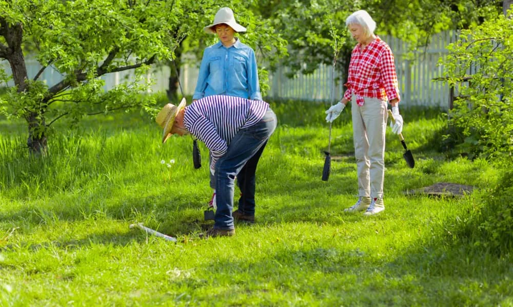 Neighbors working together to plant a tree