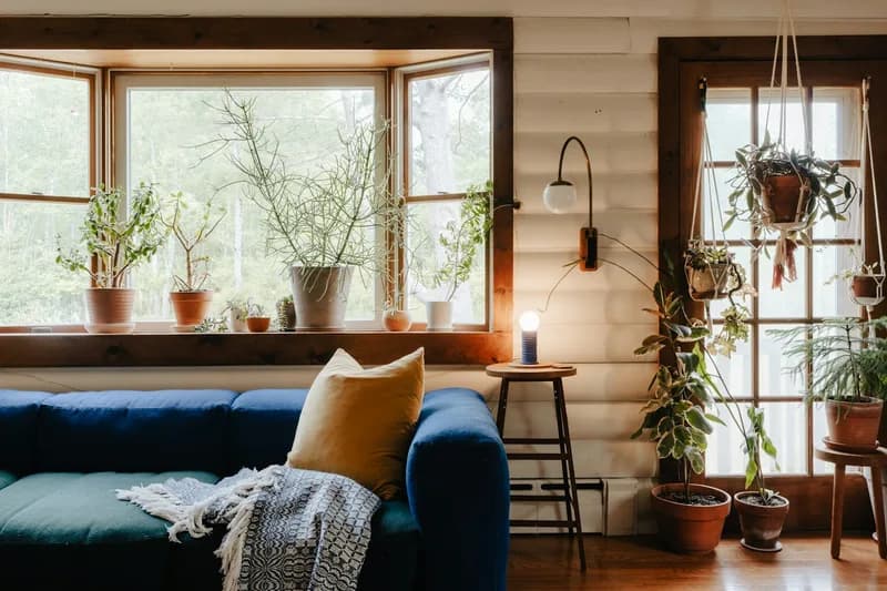 A comfortable living room with a blue sofa and plants