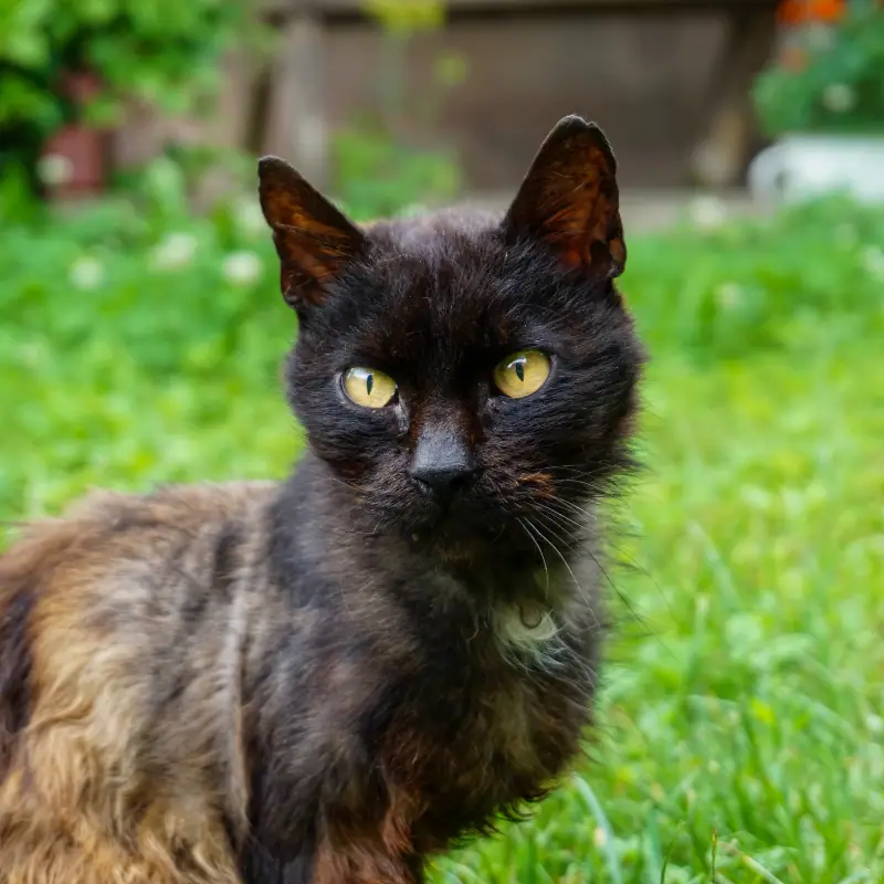 A black cat outdoors