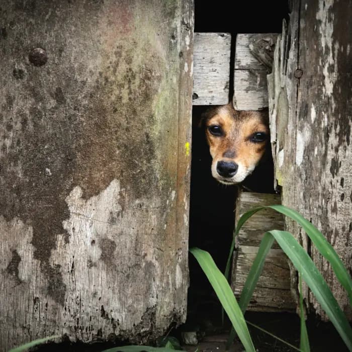 A small dog peeking through a wooden fence