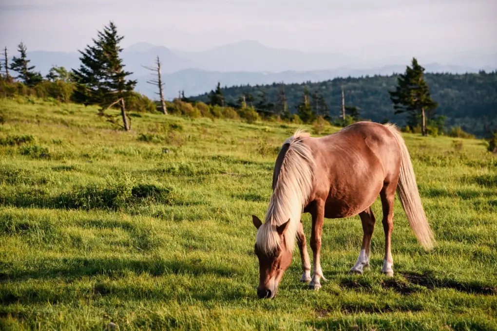 A rural landscape with homes and open pasture